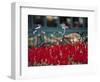 Tulips, Amsterdam, Holland-Jon Arnold-Framed Photographic Print