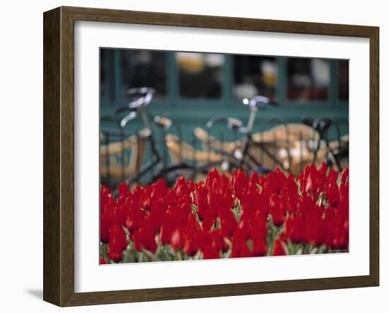 Tulips, Amsterdam, Holland-Jon Arnold-Framed Photographic Print