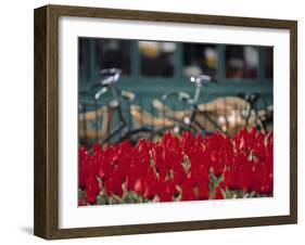 Tulips, Amsterdam, Holland-Jon Arnold-Framed Photographic Print