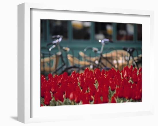 Tulips, Amsterdam, Holland-Jon Arnold-Framed Photographic Print