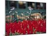 Tulips, Amsterdam, Holland-Jon Arnold-Mounted Photographic Print