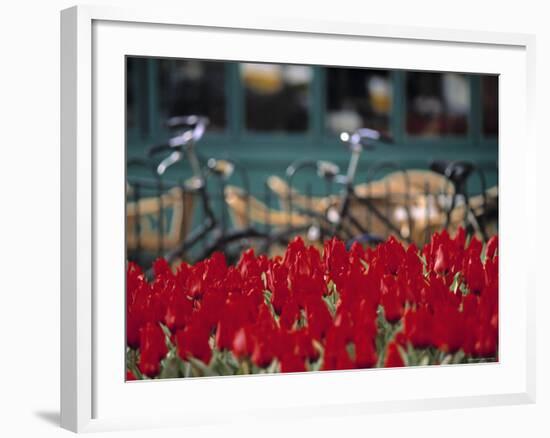 Tulips, Amsterdam, Holland-Jon Arnold-Framed Photographic Print