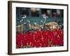 Tulips, Amsterdam, Holland-Jon Arnold-Framed Photographic Print