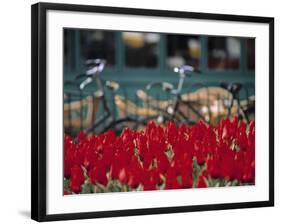 Tulips, Amsterdam, Holland-Jon Arnold-Framed Photographic Print