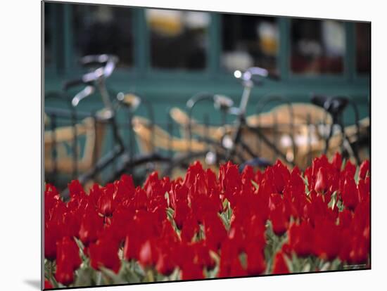 Tulips, Amsterdam, Holland-Jon Arnold-Mounted Photographic Print