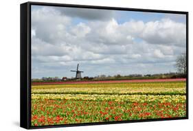 Tulips and A Windmill in Holland-pljvv-Framed Stretched Canvas