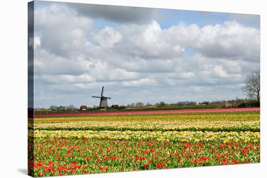 Tulips and A Windmill in Holland-pljvv-Stretched Canvas