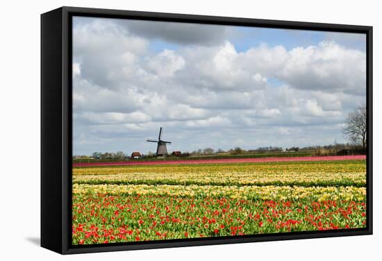 Tulips and A Windmill in Holland-pljvv-Framed Stretched Canvas