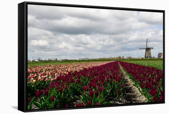 Tulips and A Windmill in Holland-pljvv-Framed Stretched Canvas