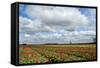 Tulips and A Windmill in Holland-pljvv-Framed Stretched Canvas