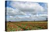 Tulips and A Windmill in Holland-pljvv-Stretched Canvas