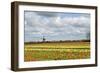 Tulips and A Windmill in Holland-pljvv-Framed Photographic Print