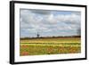 Tulips and A Windmill in Holland-pljvv-Framed Photographic Print