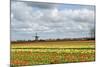 Tulips and A Windmill in Holland-pljvv-Mounted Photographic Print