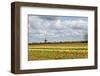 Tulips and A Windmill in Holland-pljvv-Framed Photographic Print