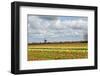 Tulips and A Windmill in Holland-pljvv-Framed Photographic Print