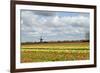 Tulips and A Windmill in Holland-pljvv-Framed Photographic Print