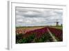 Tulips and A Windmill in Holland-pljvv-Framed Photographic Print