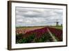 Tulips and A Windmill in Holland-pljvv-Framed Photographic Print