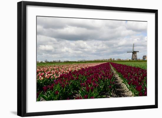 Tulips and A Windmill in Holland-pljvv-Framed Photographic Print