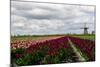 Tulips and A Windmill in Holland-pljvv-Mounted Photographic Print