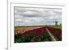 Tulips and A Windmill in Holland-pljvv-Framed Photographic Print