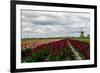 Tulips and A Windmill in Holland-pljvv-Framed Photographic Print