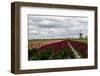 Tulips and A Windmill in Holland-pljvv-Framed Photographic Print