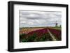 Tulips and A Windmill in Holland-pljvv-Framed Photographic Print