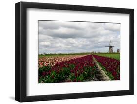 Tulips and A Windmill in Holland-pljvv-Framed Photographic Print