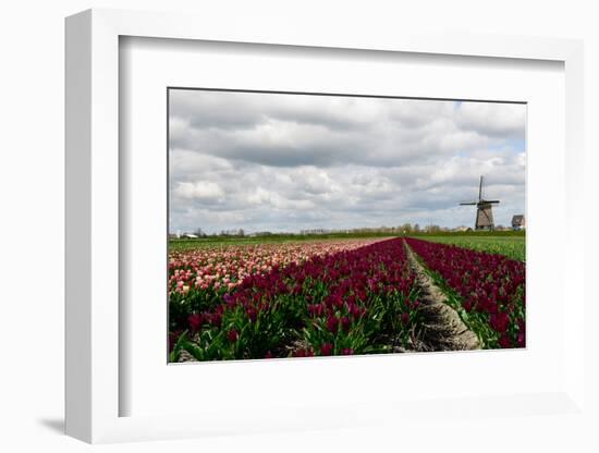 Tulips and A Windmill in Holland-pljvv-Framed Photographic Print