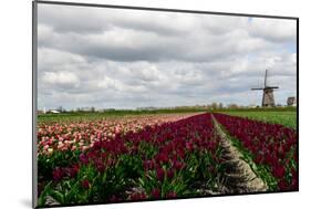 Tulips and A Windmill in Holland-pljvv-Mounted Photographic Print