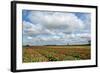 Tulips and A Windmill in Holland-pljvv-Framed Photographic Print