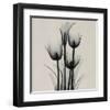 Tulips and Arum Lily-Marianne Haas-Framed Art Print