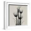 Tulips and Arum Lily-Marianne Haas-Framed Art Print