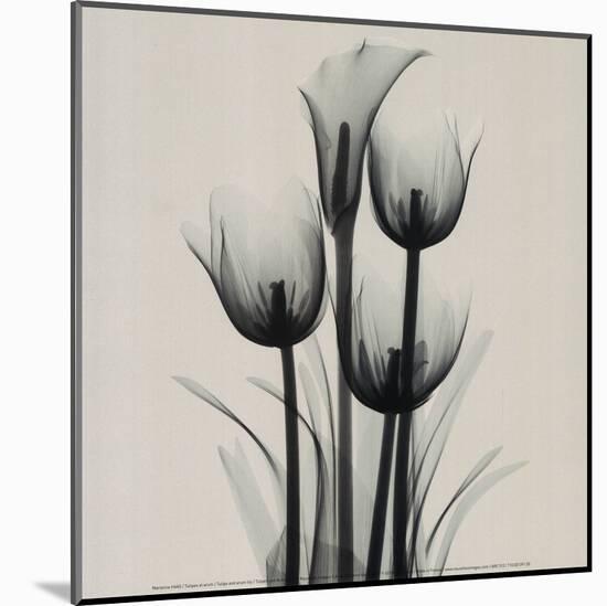 Tulips and Arum Lily-Marianne Haas-Mounted Art Print