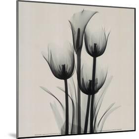 Tulips and Arum Lily-Marianne Haas-Mounted Art Print