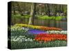 Tulips and Daffodils in Bloom in Keukenhof Gardens, Amsterdam, Netherlands-Keren Su-Stretched Canvas