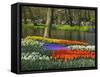 Tulips and Daffodils in Bloom in Keukenhof Gardens, Amsterdam, Netherlands-Keren Su-Framed Stretched Canvas