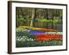 Tulips and Daffodils in Bloom in Keukenhof Gardens, Amsterdam, Netherlands-Keren Su-Framed Photographic Print