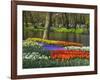 Tulips and Daffodils in Bloom in Keukenhof Gardens, Amsterdam, Netherlands-Keren Su-Framed Photographic Print