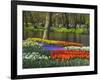 Tulips and Daffodils in Bloom in Keukenhof Gardens, Amsterdam, Netherlands-Keren Su-Framed Photographic Print