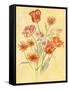 Tulips and Daisies-Judy Mastrangelo-Framed Stretched Canvas