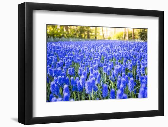 Tulips and flowers at Keukenhof gardens, Lisse, Netherlands-Francesco Riccardo Iacomino-Framed Photographic Print