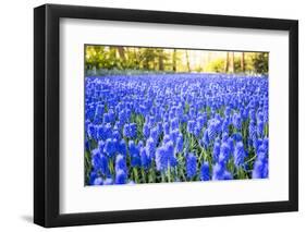 Tulips and flowers at Keukenhof gardens, Lisse, Netherlands-Francesco Riccardo Iacomino-Framed Photographic Print