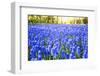 Tulips and flowers at Keukenhof gardens, Lisse, Netherlands-Francesco Riccardo Iacomino-Framed Photographic Print