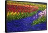 Tulips and Grape Hyacinth in Keukenhof Gardens-Darrell Gulin-Framed Stretched Canvas