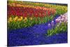 Tulips and Grape Hyacinth in Keukenhof Gardens-Darrell Gulin-Stretched Canvas