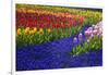 Tulips and Grape Hyacinth in Keukenhof Gardens-Darrell Gulin-Framed Photographic Print