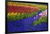 Tulips and Grape Hyacinth in Keukenhof Gardens-Darrell Gulin-Framed Photographic Print